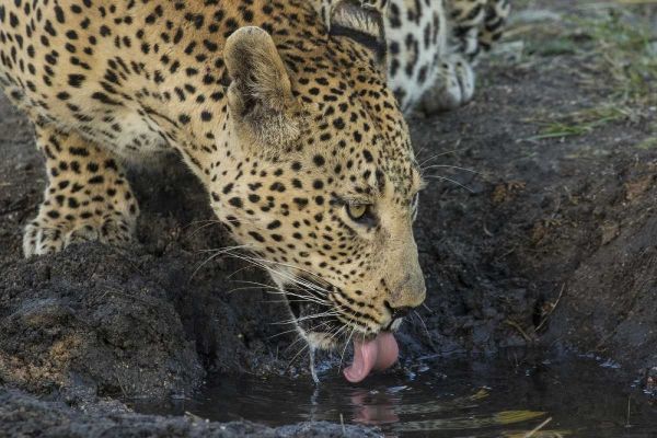 South Africa, Leopard drinking from a waterhole